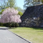 三の丸西下石垣と一本桜