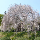 美しく満開の枝垂れ桜、月岡公園側