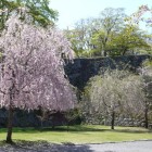 三の丸西下石垣と桜
