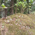本丸の土塁