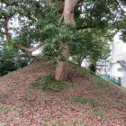 府中城土塁
