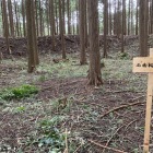 西曲輪を囲む高い土塁