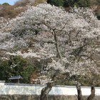 白漆喰土塀と満開の桜