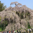 滝桜、日本三大桜の一つ