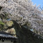 大手一の門上の桜、右は二の丸石垣