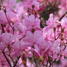 ミツバツツジ、西の丸側辺り？