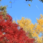 二の丸上空の紅葉と飛行機雲