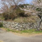 大手道眼前に在る本丸東側石垣前の桜