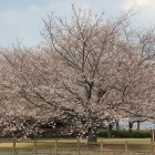 一の曲輪堀手前に在る桜