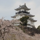 桜と復元天守閣