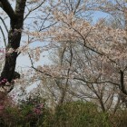 本丸西土塁側に咲くミツバツツジと桜