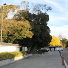 水戸学の道沿いの大椎木と銀杏