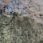 三の丸堀大手門側の桜