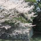 二の丸堀清水御門枡形石垣の桜
