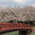 一の曲輪堀上の赤い橋と桜