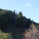 十兵衛杉