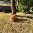 なでなで出来ました🐱