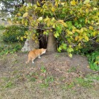 三の丸の猫