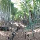 堀下から見た土塁