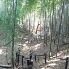 美しい竹林