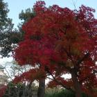 本丸日本庭園の紅葉