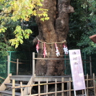 神社本殿北奥に在る良縁御神木「連理木」