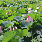水堀は蓮池、ひと時の潤いを