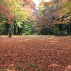 本丸内部、紅葉に覆われて地面は紅葉の絨毯
