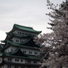 名古屋城の桜　おまけ