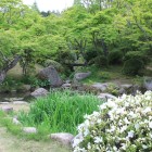 庭園、白ツツジと楓