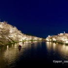 西濠の夜桜