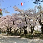 本丸の桜