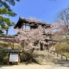 表門と桜