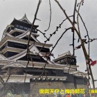 復興天守と梅の開花