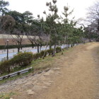 千鳥ヶ淵さんぽ道