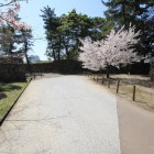 北側、脇虎口門桝形と桜