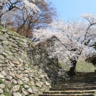 右膳ノ丸登城口の桜