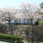 太鼓櫓台上の桜、三ノ丸側