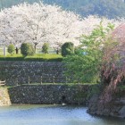 薬研堀土塁上の桜、下は内堀