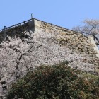 三階櫓台と桜