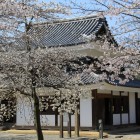 二ノ丸上ノ段の南櫓と桜