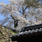 西坂下門上の桜、(右膳ノ丸)