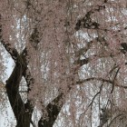 見事な枝垂れ桜