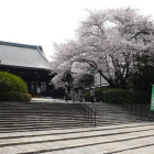 西本願寺大谷本廟の仏殿と桜
