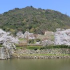 鳥取城のビューポイント？桜景観
