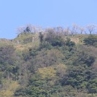 久松山山頂、山上ノ丸の桜乱舞