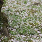 芝に桜の絨毯？