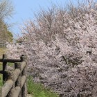 二の丸南下石垣が左に、満開の桜