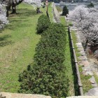 三階櫓台より二ノ丸天端左右の桜