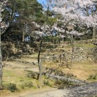 本丸乾櫓跡の桜
